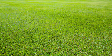 Green meadow grass field from outdoor park