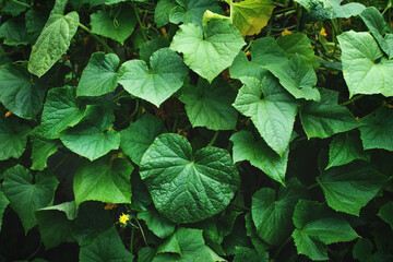 Horizontal background with creeping cucumber leaves and water drops in vegetable garden