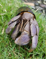Small coconut crab in the Philippine Islands