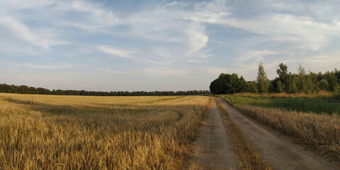 Obraz premium A summer walk through the forest, a beautiful panorama.