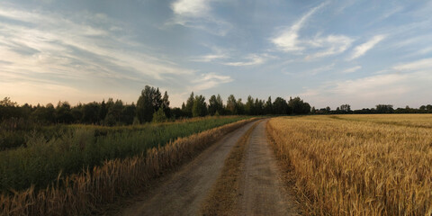 A summer walk through the forest, a beautiful panorama.