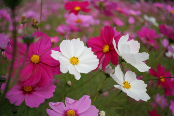 Obraz na płótnie Canvas コスモス畑に咲いた綺麗な花 