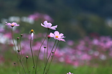 Fototapeta premium コスモス畑に咲いた綺麗な花 