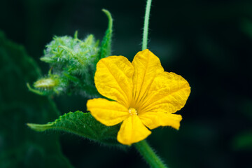 Yellow cucumber flower on a branch close up with blurred background and place for text