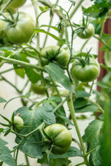 Branch with green unripe tomatoes with blurred background and place for text vertical