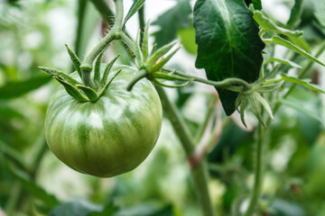 Fototapeta premium Branch with green unripe tomato with blurred background and place for text