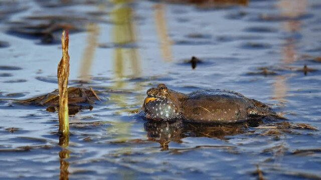 European fire-bellied toad (Bombina bombina) call, orange frog in water calling