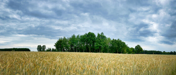 Zboża na polach upraw. Widok na obszary wiejskie w okresie lata.  - obrazy, fototapety, plakaty