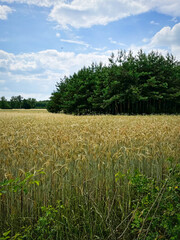 Zboża na polach upraw. Widok na obszary wiejskie w okresie lata. 
