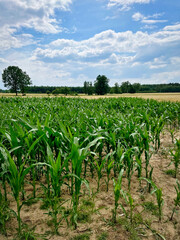 Kukurydza na polach upraw. Widok na obszary wiejskie w okresie lata.  - obrazy, fototapety, plakaty