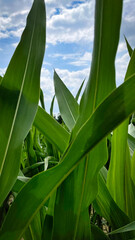 Obraz premium Tło z liśćmi kukurydzy