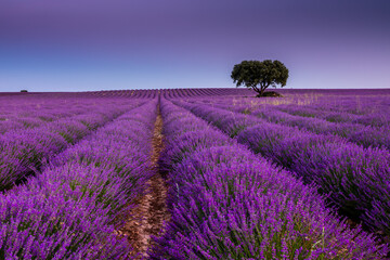 Panoramic of a lavender field in bloom at dusk