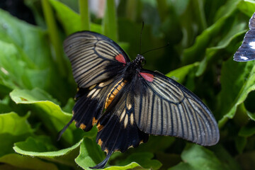 Fototapeta na wymiar Great Mormon Butterfly (Paplio memnon) a female black swallowtail butterfly on green plants