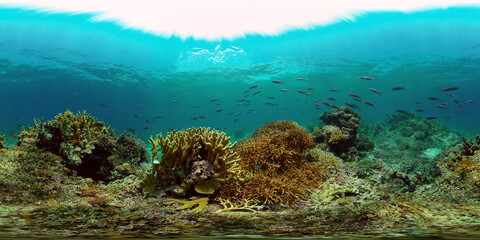 Fototapeta na wymiar Coral Reef and Fishes Underwater. Underwater fish reef marine. Tropical colorful underwater seascape with coral reef. Philippines. 360 panorama VR
