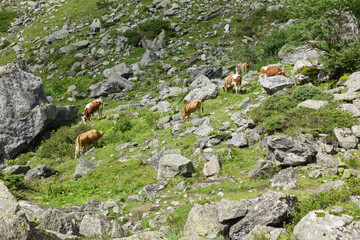 Kühe in den Bergen zwischen Fels und Stein