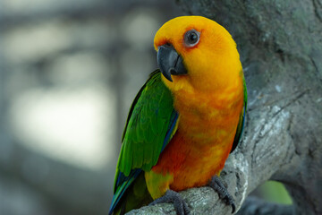 A Jenday Conure or jandaya parakeet (Aratinga jandaya) perched in a tree close up in Brazil