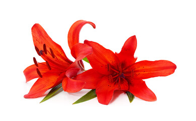 Two red lilies.