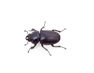 Brown deer beetle.