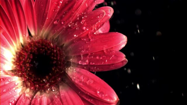Super slow motion on the flower gerber falls water with splashes. Filmed on a high-speed camera at 1000 fps.On a black background. 