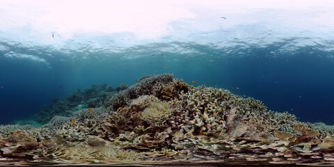Plakat Underwater sea fish. Tropical fishes and coral reef underwater. Philippines. Virtual Reality 360.