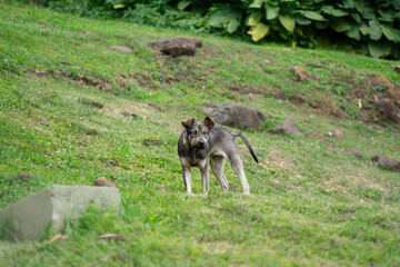 perro en exteriores naturaleza