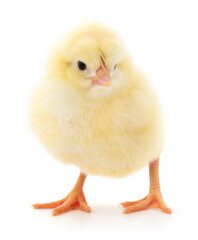 Small yellow chicken
