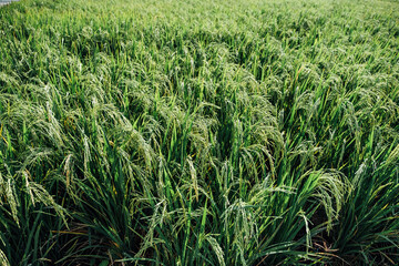 green rice field in Thailand