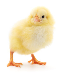 Small yellow chicken