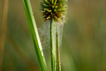 grass with dew drops, spiderweb with dew drops