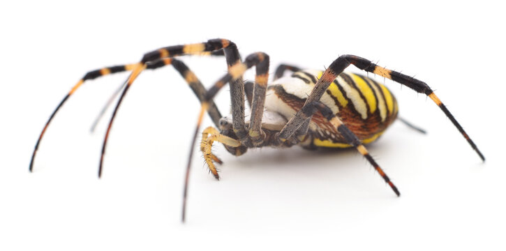 Yellow and brown spider.