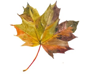 Autmn maple leaf watercolor isolated on white background botanical illustration for all prints.