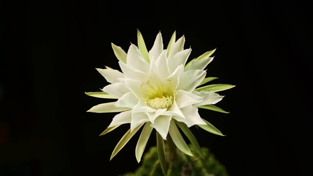 timelapse white cactus flower are blooming.  .sweet pink Gymnocalycium cactus flower are blooming..blooming cactus flower in nature garden.Valentine's Day concept. .4K UHD video timelapse