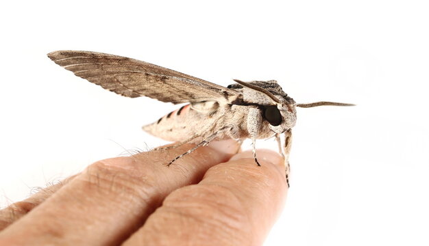 Convolvulus Hawk-moth, (Agrius convolvuli) isolated on white background, side view