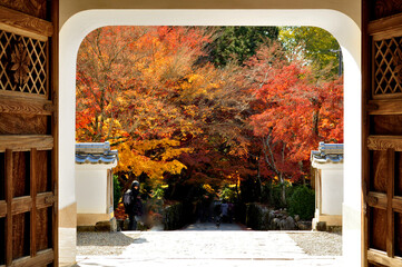 日本　京都府宇治市にある興聖（こうしょう）寺の紅葉