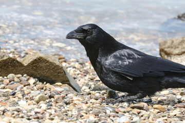 Porträt einer Rabenkrähe, Corvus corone