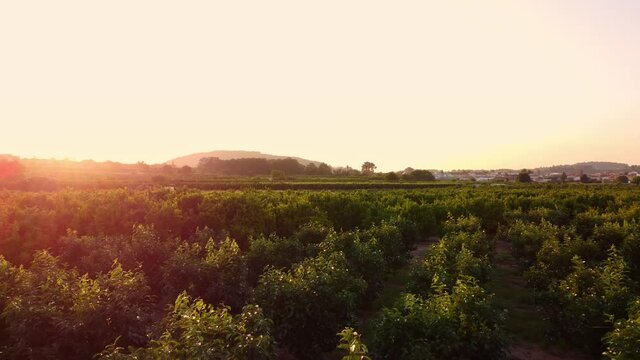 Sunset over orange fields near Xativa (Province of Valencia, Valencian Community, Spain)