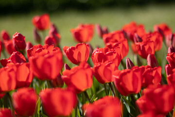Naklejka premium Kolorowe kwitnące tulipany