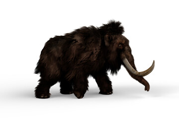 Naklejka premium 3D illustration of a Woolly Mammoth walking, the extinct relative of the modern Elephant isolated on a white background.