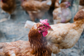 close up head of chicken
