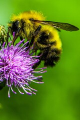 Photo of a Bee on Thistle Bloom
