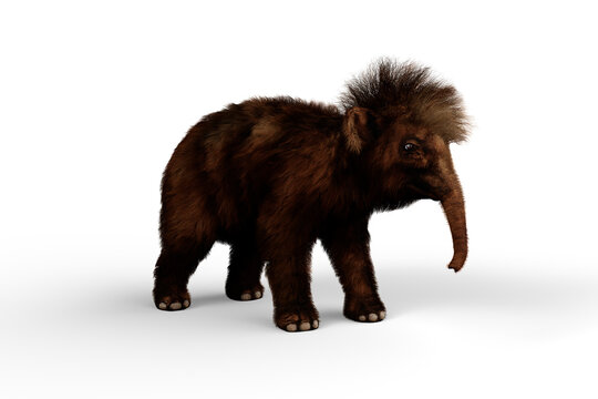 3D illustration of a Woolly Mammoth baby, the extinct relative of the modern Elephant isolated on a white background.