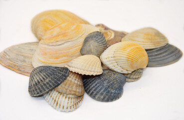 seashells on a white background. blur