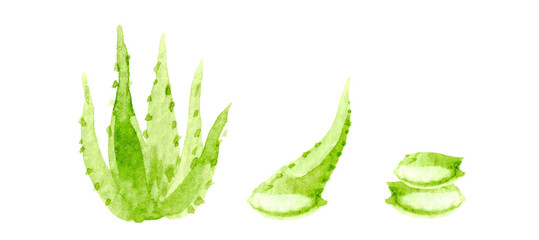 aloe vera watercolor hand drawn paint isolated on white