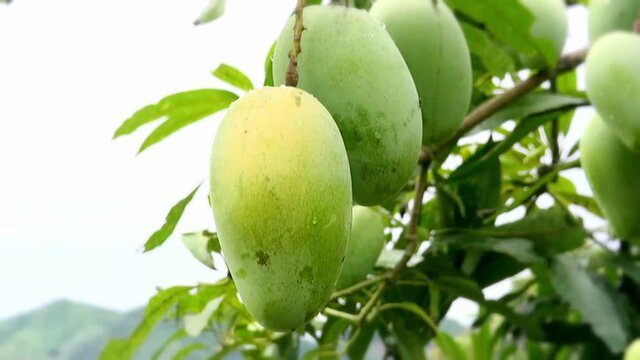 Close-up of three green mangoes hanging on the branches after the rain with little water droplets still on their skin. A gust of wind comes by, and they shake gently along.