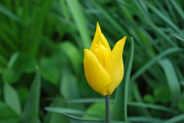 yellow tulip flower