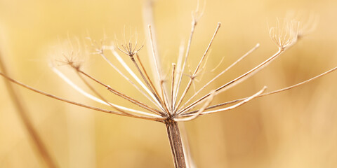 Obraz premium faded plant with fallen seeds