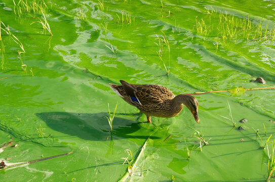 Lake is overgrown by green-blue algae, aka cyanobacteria and duck is walking in the polluted water. 