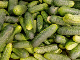 Green small cucumbers in a market for sale