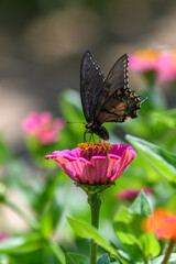 Black Swallowtail butterfly feeding on brightly colored wildflowers in Wisconsin