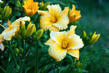 Daylily Mary's Gold - yellow Hemerocallis plant blooming in the garden